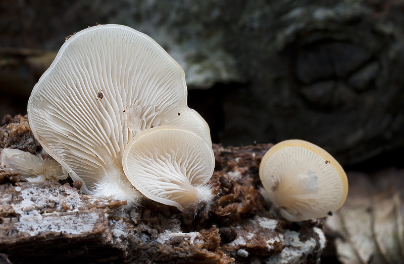 Crepidotus applanatus